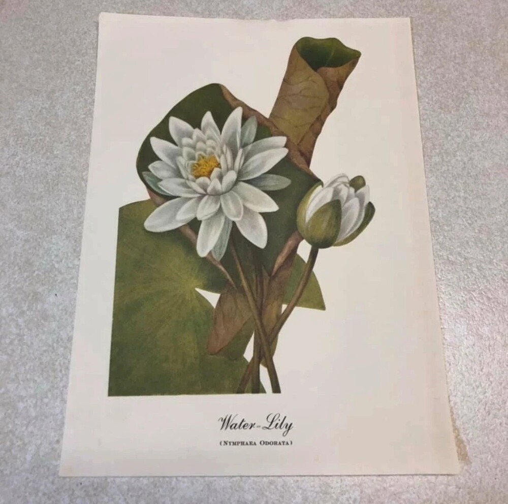 Mary Vaux Walcott Flower Painting Color Art Print 9” x 12” Water Lily